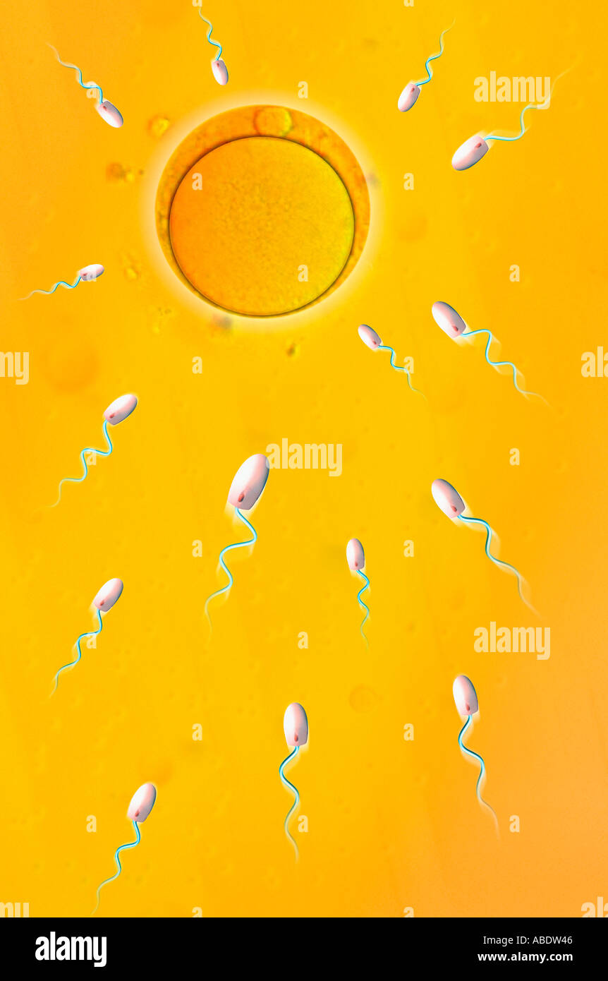 Sperm fertilizing egg hi-res stock photography and images - Alamy