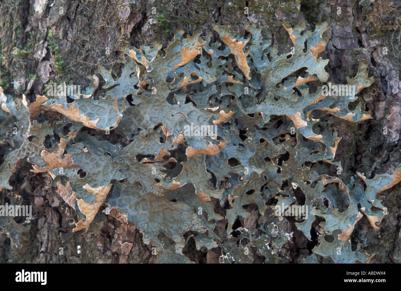 A lichen Lobaria pulmonaria on an old sugar maple An indicator for late successional hardwood forest Stock Photo