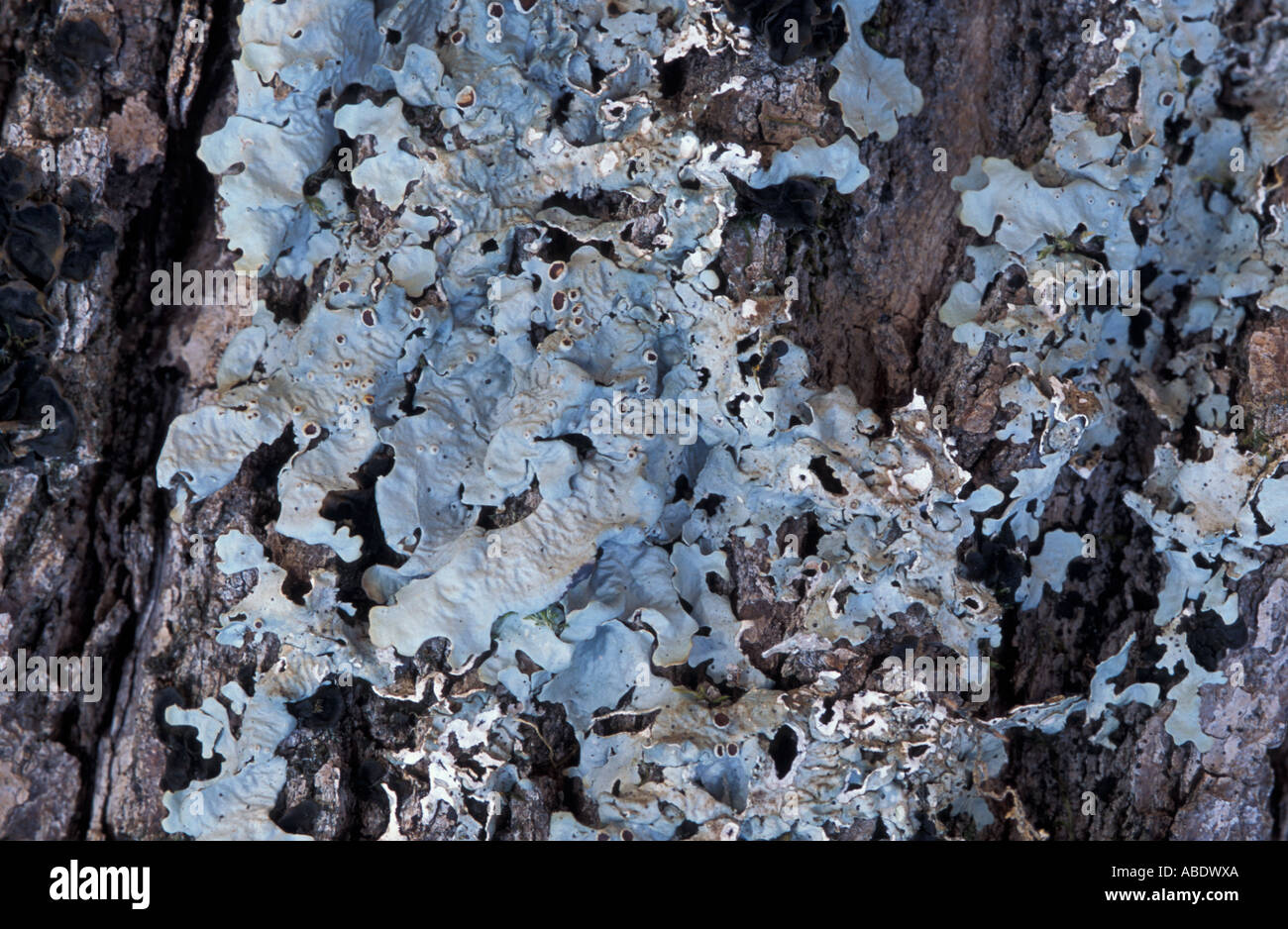 A lichen, Lobaria quercizans, on an old sugar maple Stock Photo