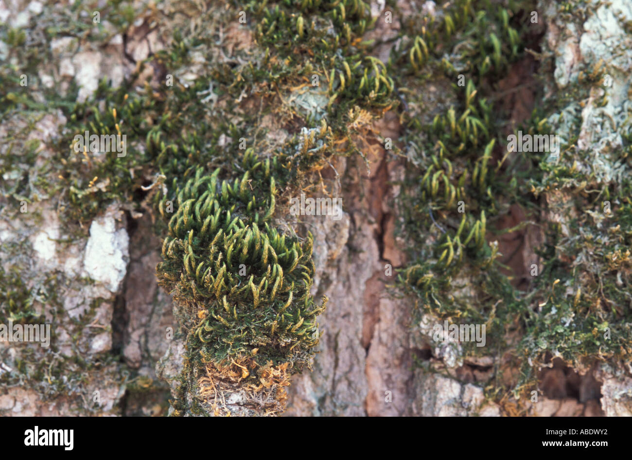 A moss, Leucadon brachypus, grows on old sugar maples more than 40 cm in diameter Stock Photo