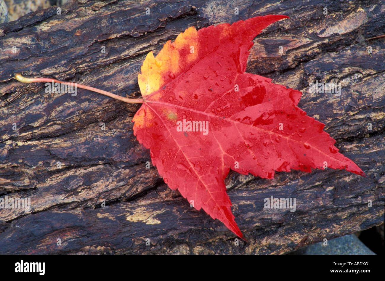 Bartlett NH Red maple Acer rubrum leaf in fall Along the Saco River White Mountain N F Stock Photo