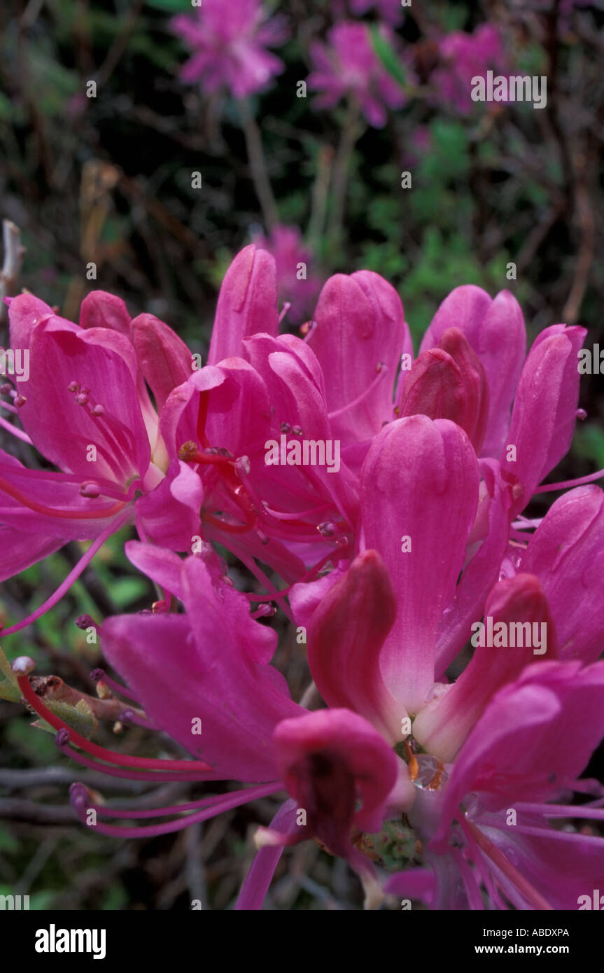 Old Bridle Path NH Rhodora Rhododendron canadense White Mountains N F ...