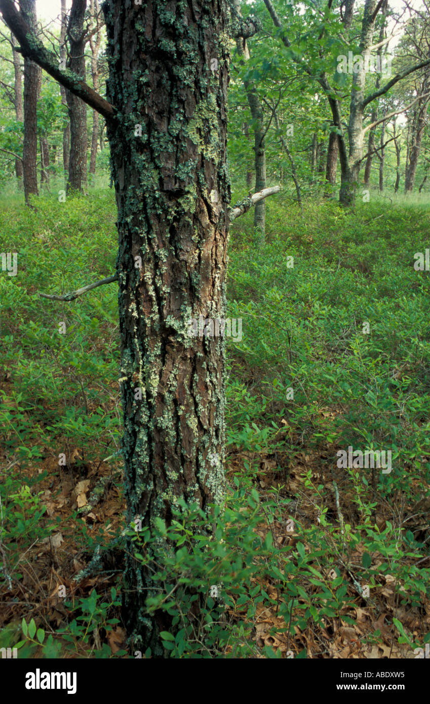 Harwich MA Pitch Pines Pinus rigida in the forest above the Monomoy