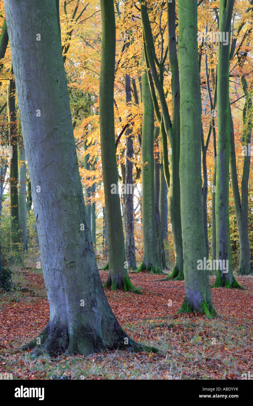 'Beech Trees' and fallen Autumn leaves, 'beechwoods Cambridge' near the 'Gog Magogs' Stock Photo
