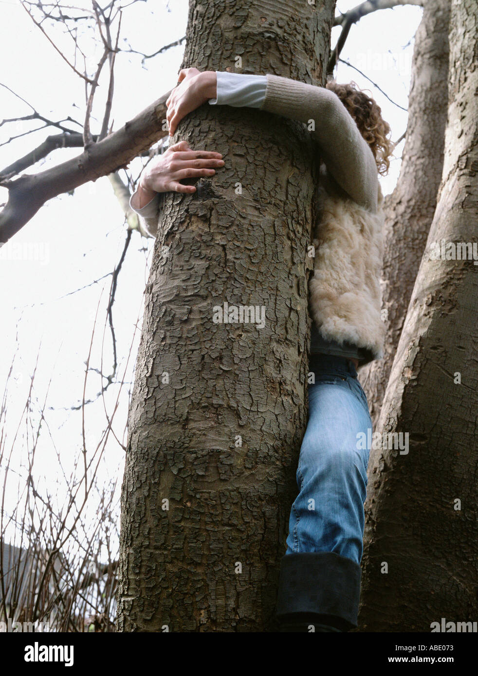 Tree anatomy hi-res stock photography and images - Alamy