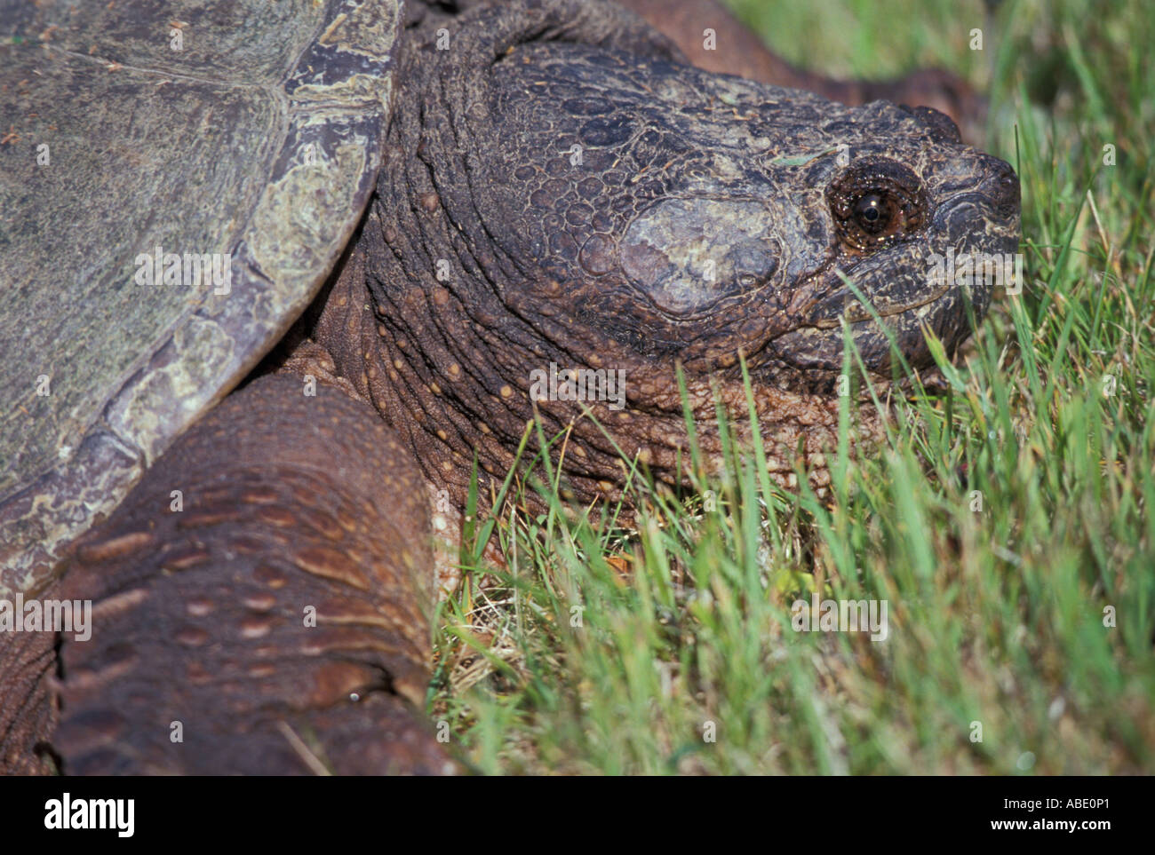 Snapping turtle maine hi-res stock photography and images - Alamy