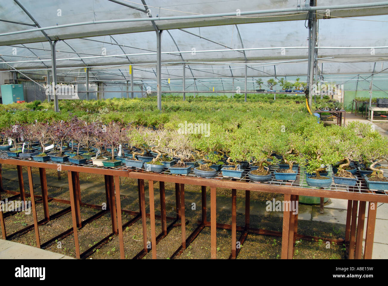 BONSAI TREE NURSERY IN HERTFORDSHIRE ENGLAND Photo © Julio Etchart