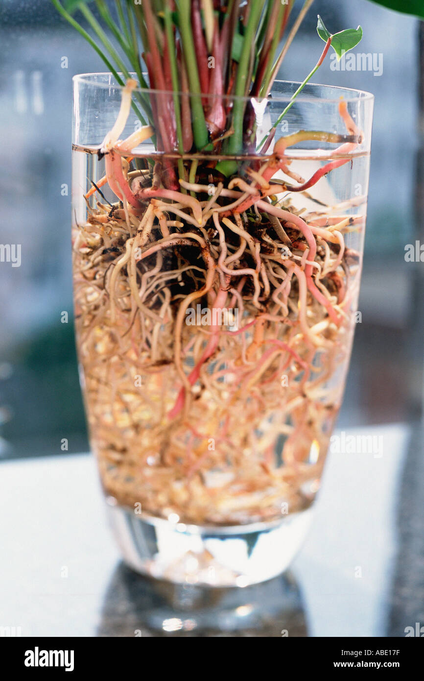 Plant roots in glass Stock Photo Alamy