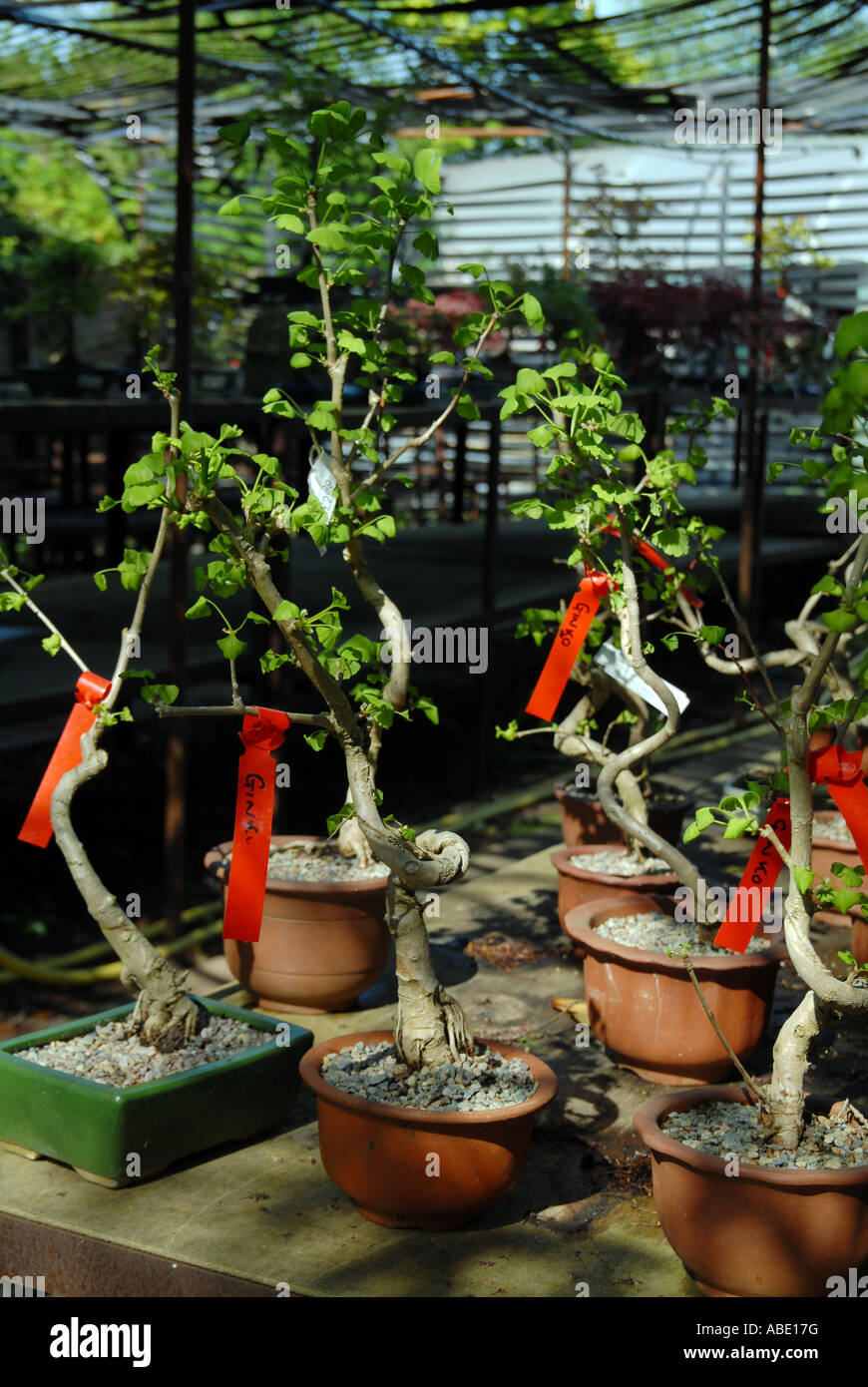 BONSAI TREE NURSERY IN HERTFORDSHIRE ENGLAND Photo © Julio Etchart
