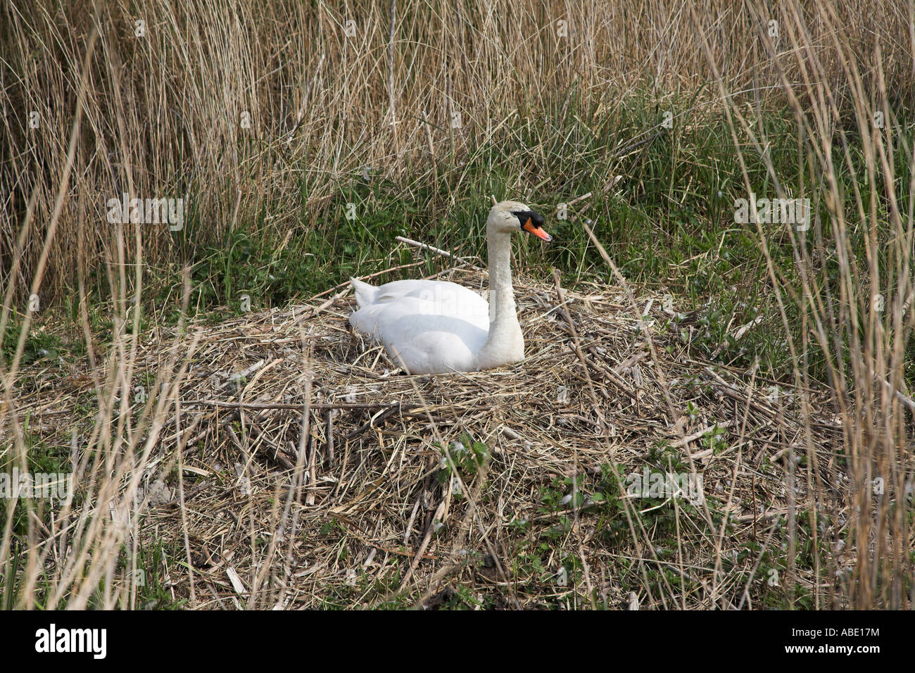 Nesting Mute Swan England Stock Photo Alamy