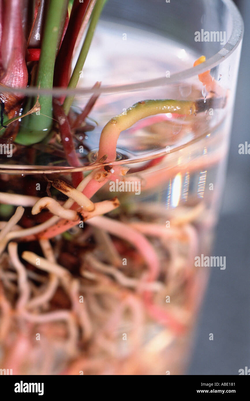 Tangled Plant High Resolution Stock Photography and Images Alamy