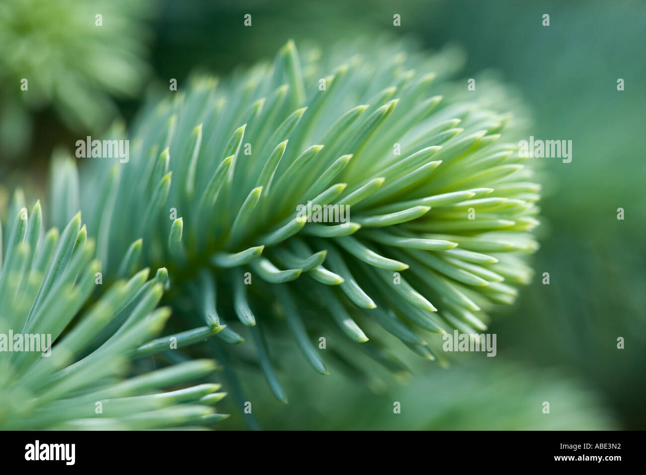 Young growing needles of Colorado spruce Stock Photo