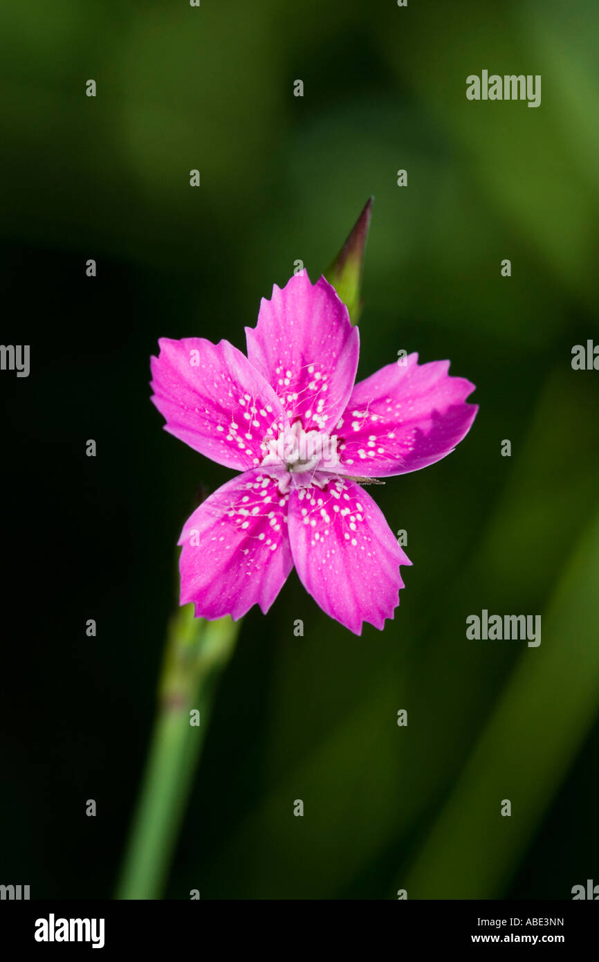 Maiden Pink (Dianthus deltoides) flower Stock Photo