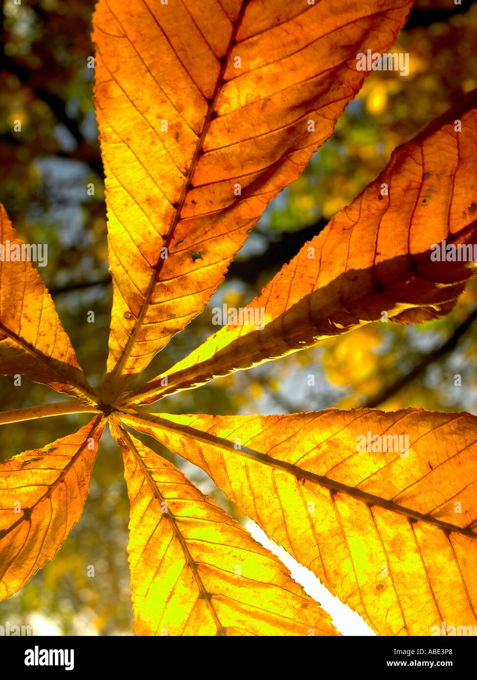 Chestnut tree leaves turning yellow hi-res stock photography and images ...