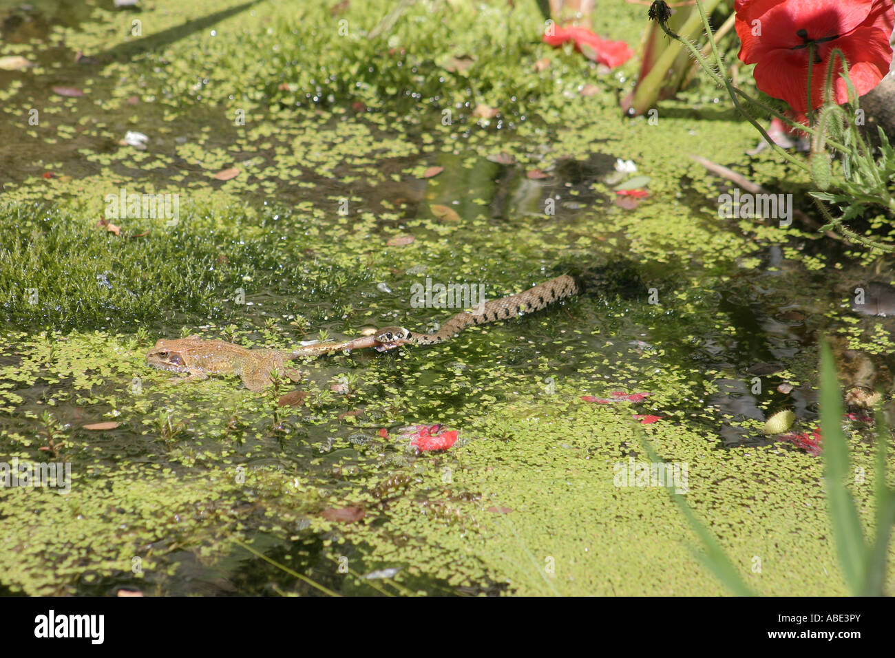 A common frog trying to escape from a grass snake which is holding onto