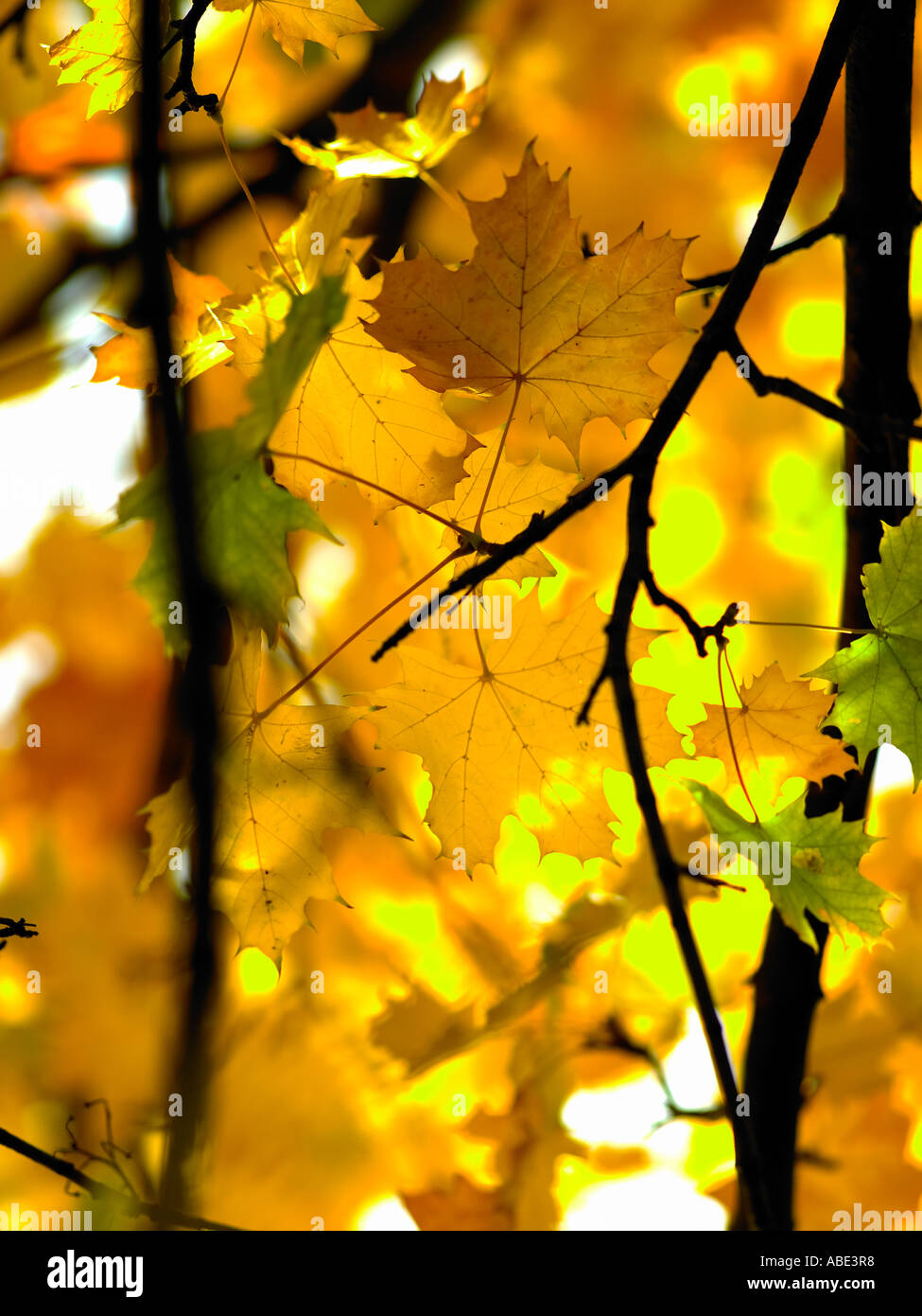 Kicking through autumn leaves hi-res stock photography and images - Alamy