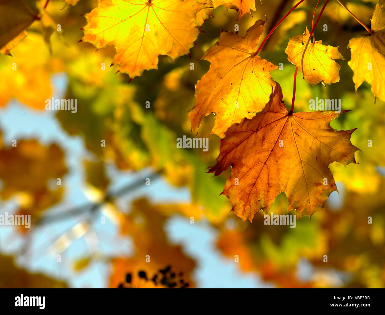 Leaves rustle hi-res stock photography and images - Alamy