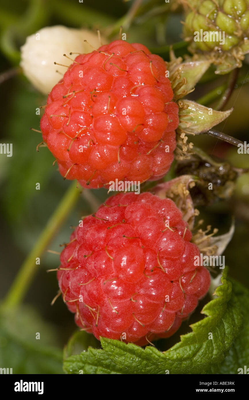 Damascus Raspberry Raspberry desert hi-res stock photography and images - Alamy