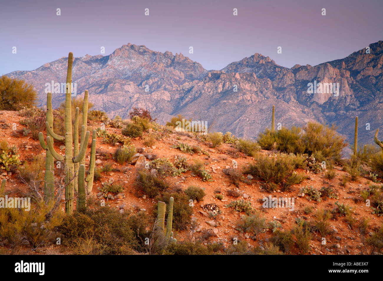 Looking towards the Santa Catalina Mountains of the Coronado National Forest Oro Valley Tucson Arizona Stock Photo
