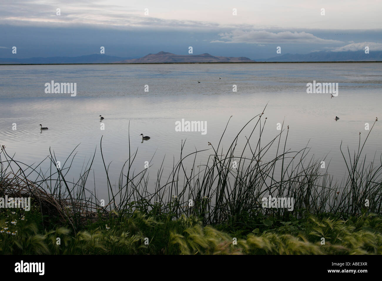 Bear River Migratory Bird Refuge in Utah Stock Photo