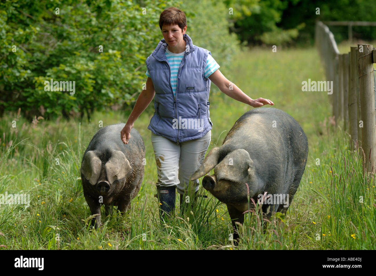 Picture By Jim Wileman 01 06 2007 Tina Bricknell Webb pictured at Percy s with her Large Black pigs in Virginstow Devon Stock Photo