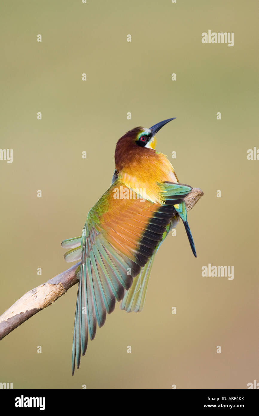 European Bee-eater stretching wing Stock Photo