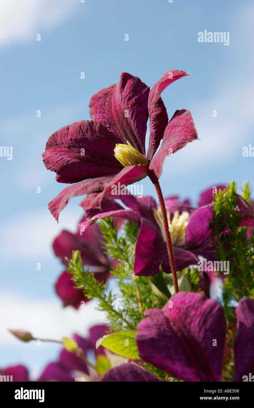 Blue purple flowers hi-res stock photography and images - Alamy
