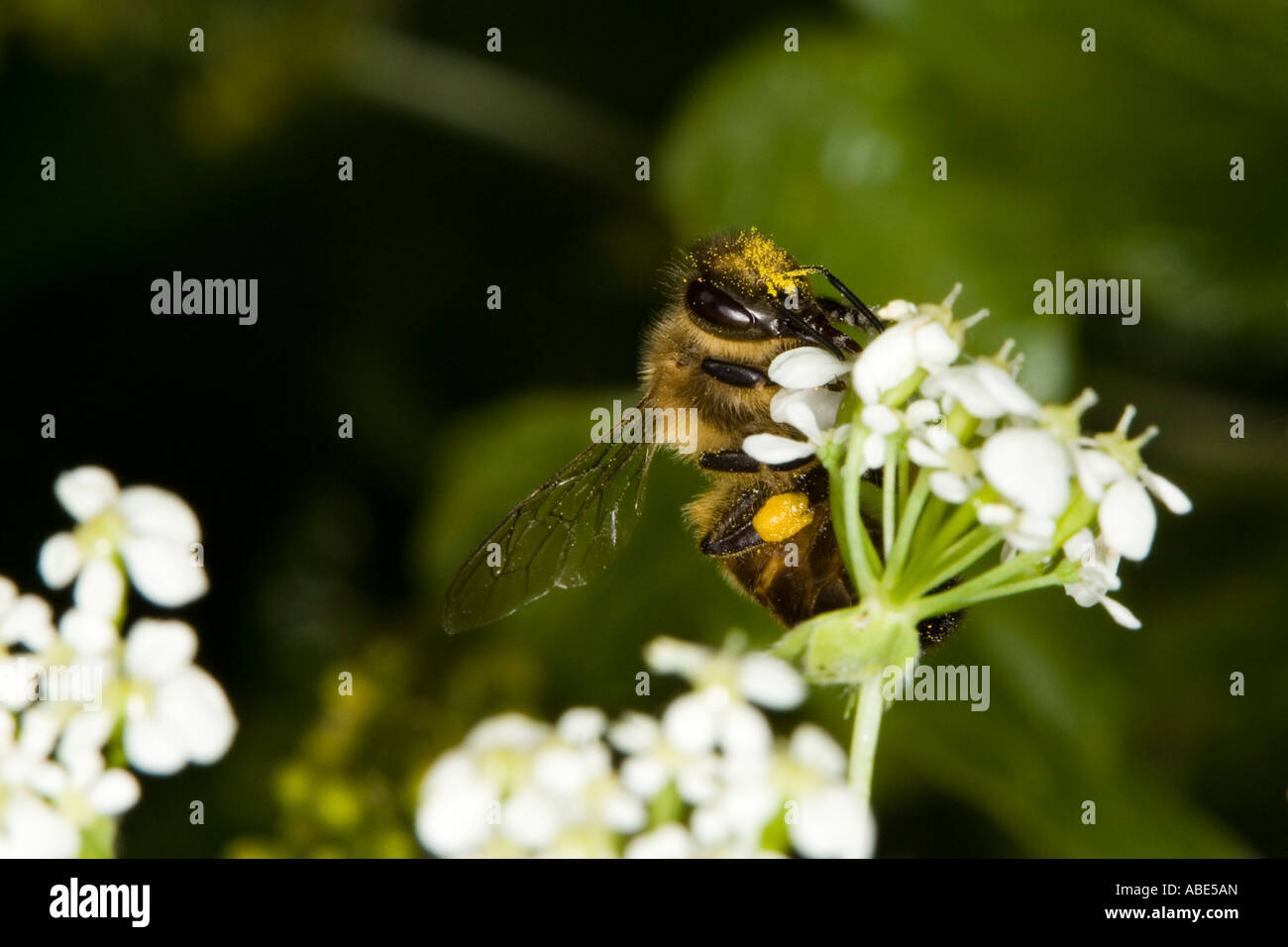 European Honeybee (Apis mellifera) feeding on umbellifera flower Stock Photo