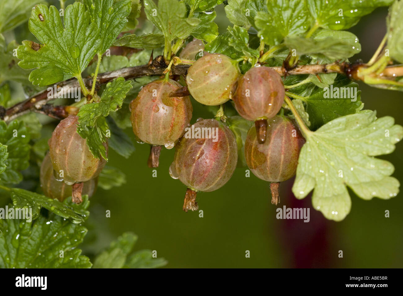 Gooseberry invicta hires stock photography and images Alamy