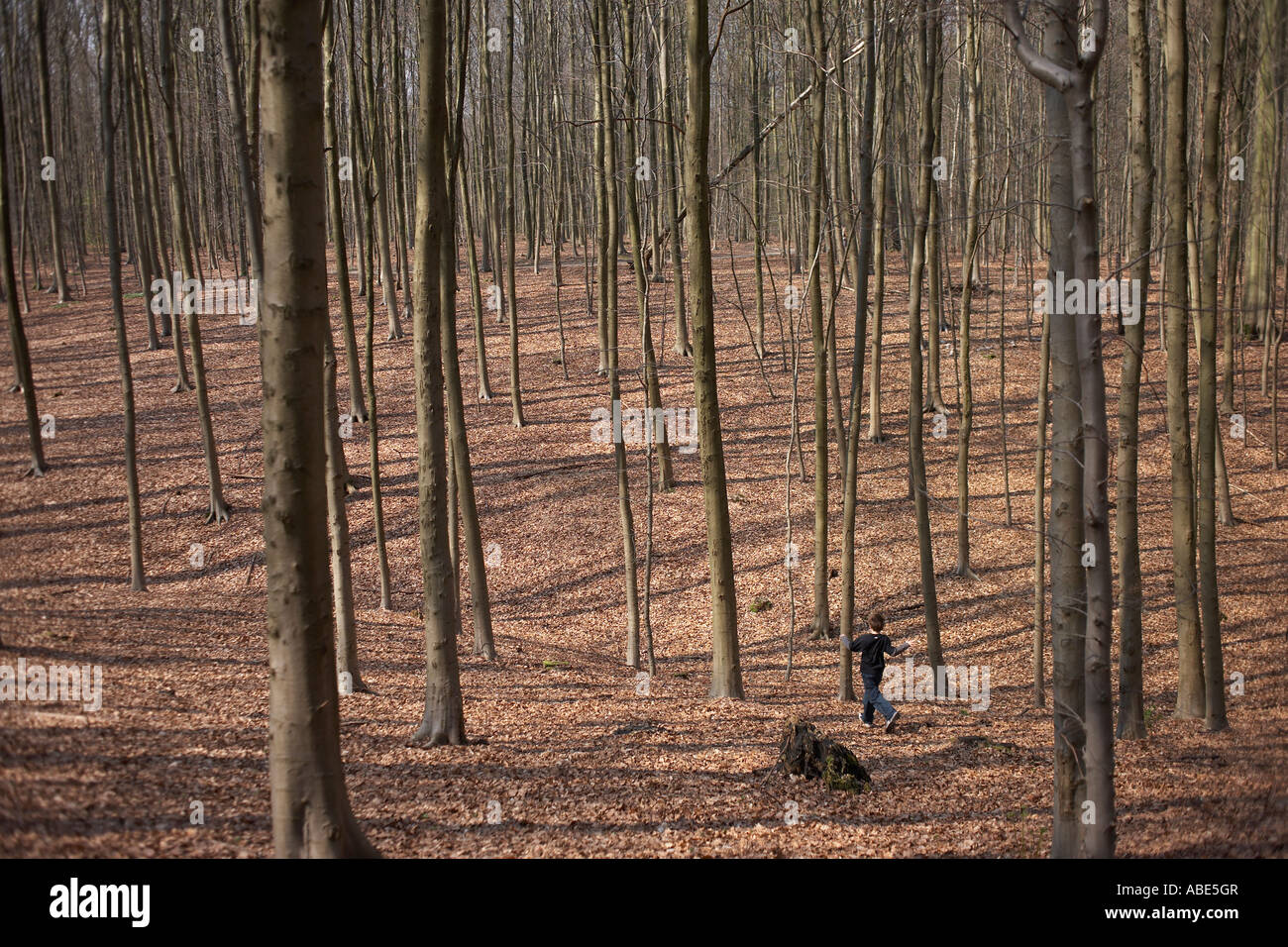 A young 9 year-old boy runs free through the dead leaves in the former royal forest of Tervuren, Brussels, Belgium. Stock Photo
