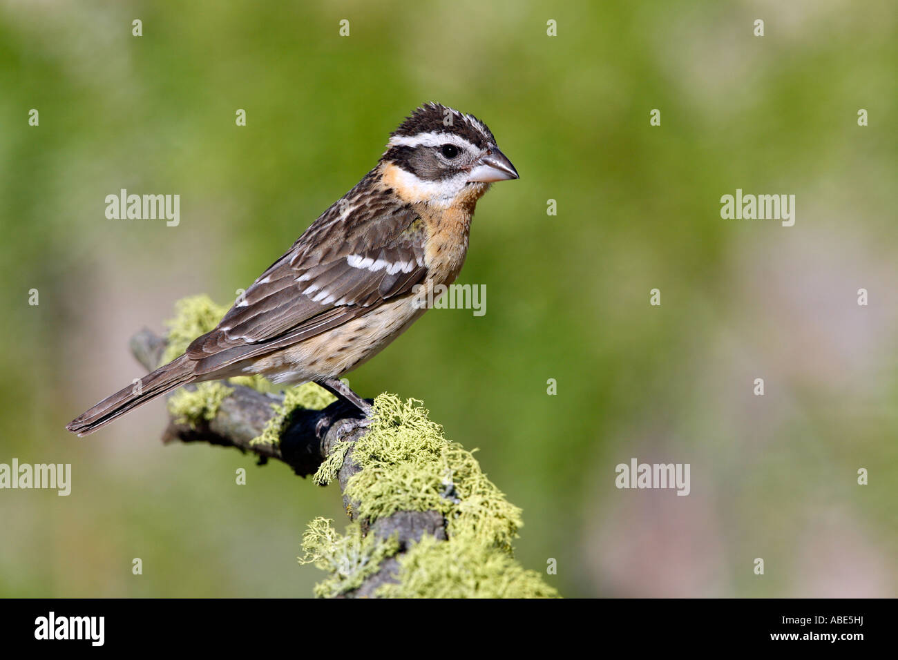 Female Black headed Grosbeak Stock Photo - Alamy