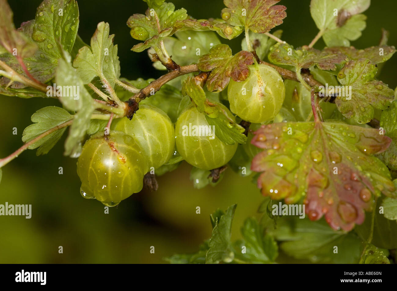 Gooseberry Stock Photo Alamy