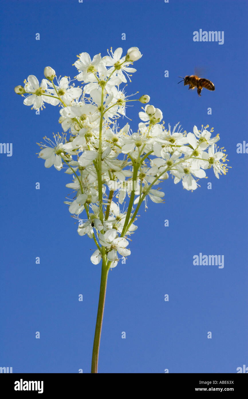 Honeybee flying towards Dropwort flower against a blue sky background Stock Photo