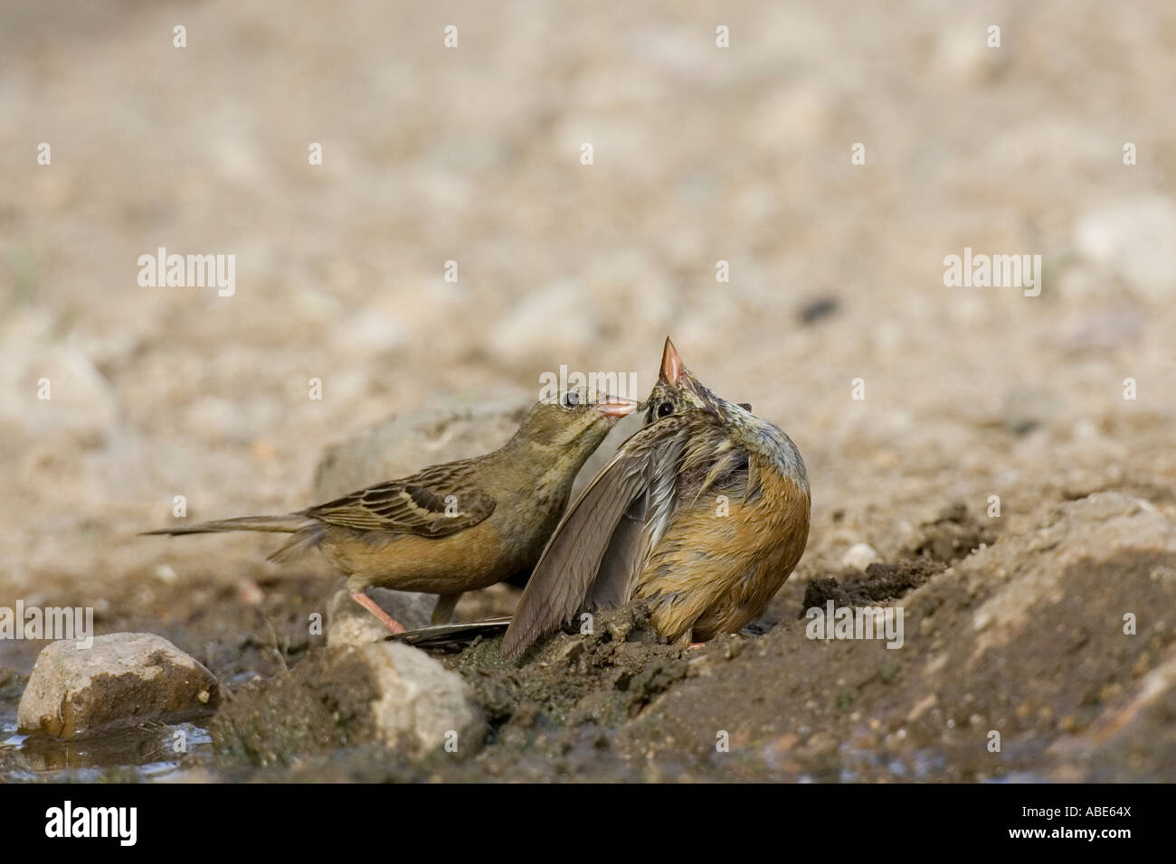 Ortolan Bunting courtship display. Male gently pulling female's crown feathers Stock Photo