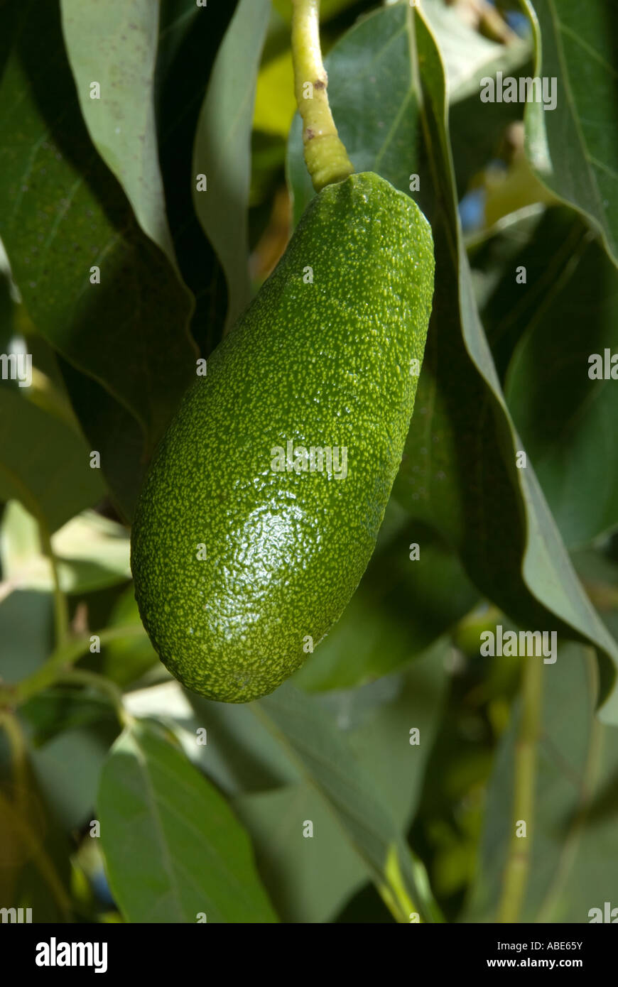 Avocado pear ripening on the tree Stock Photo
