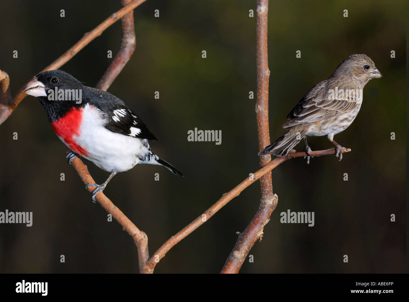 Male Rose Breasted Grosbeak and female housefinch birds on branches