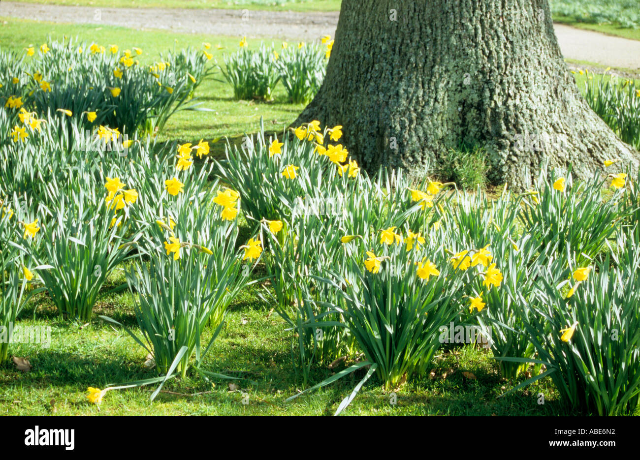 Spring yellow daffodils flower around an oak tree in a garden Stock Photo