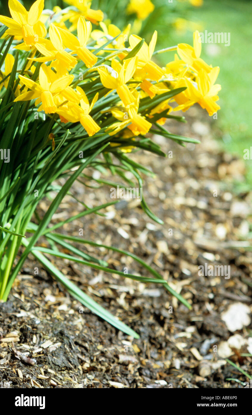 Spring yellow daffodils growing in a flower bed Stock Photo
