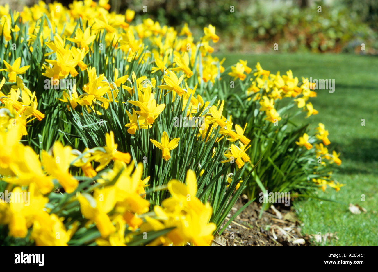 Spring yellow daffodils growing in a flower bed Stock Photo
