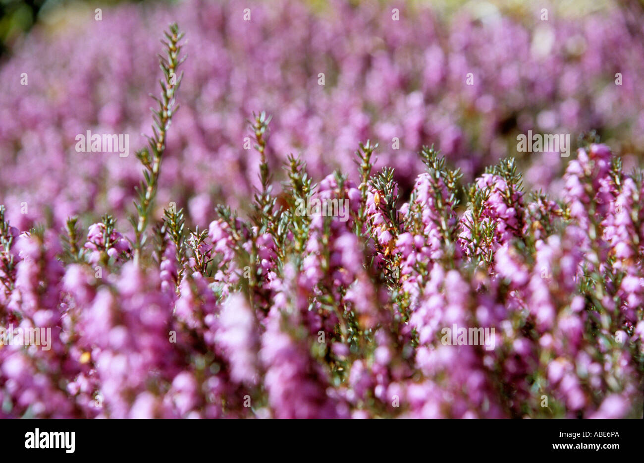 Close-up of pink heather erica Stock Photo