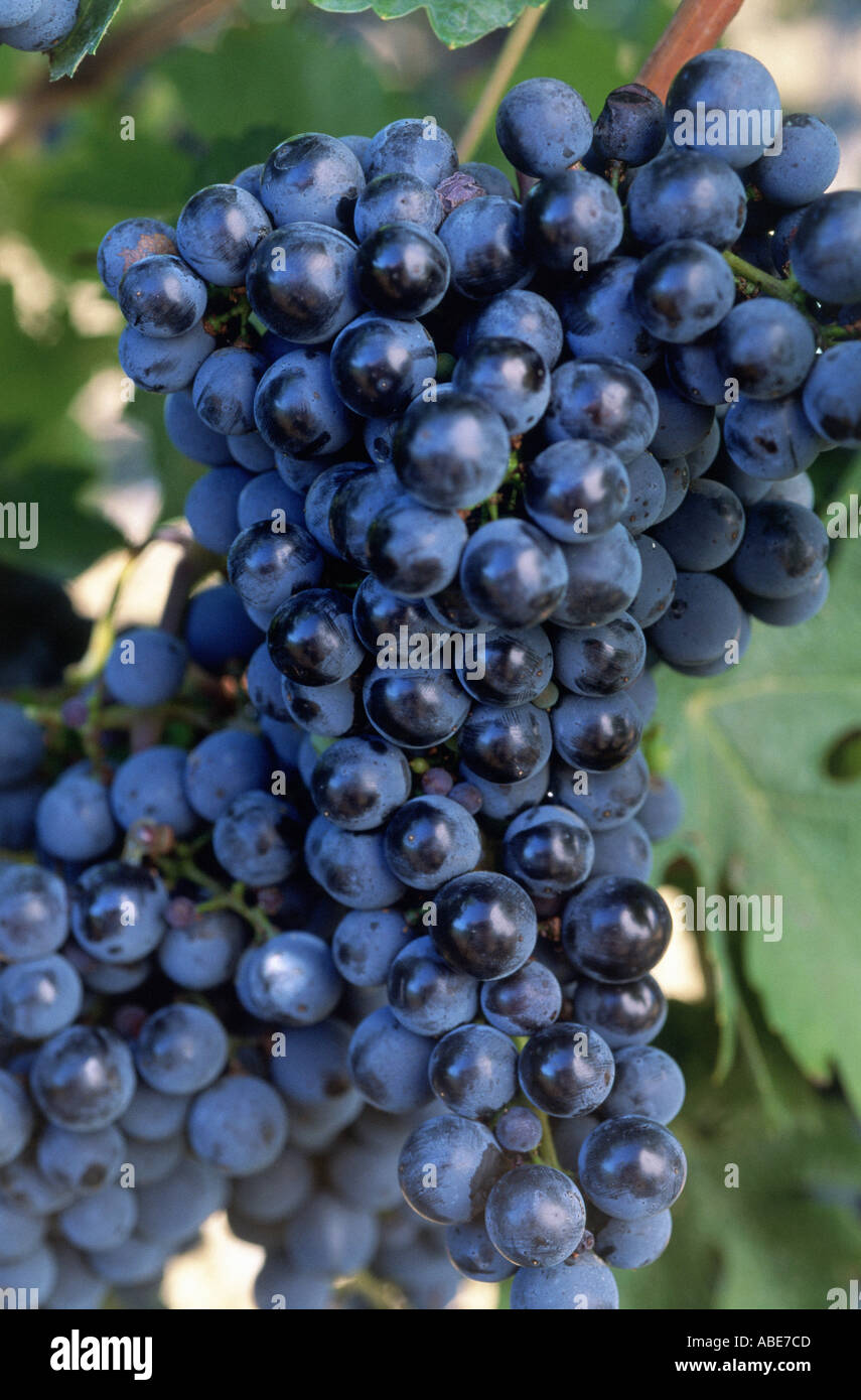 Sauvignon grapes Stock Photo Alamy