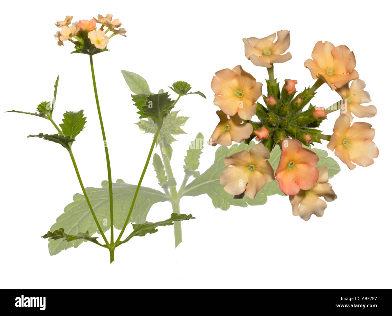 Verbenia Peach Whole plant leaf Macro flower cluster Surrey England