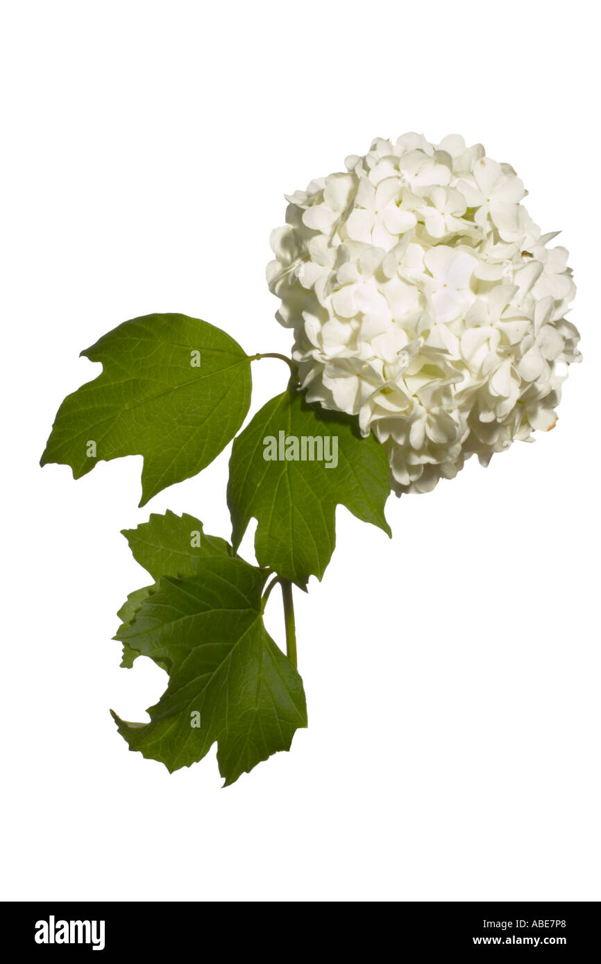 Viburnum opulus cut outs silo hires stock photography and images Alamy