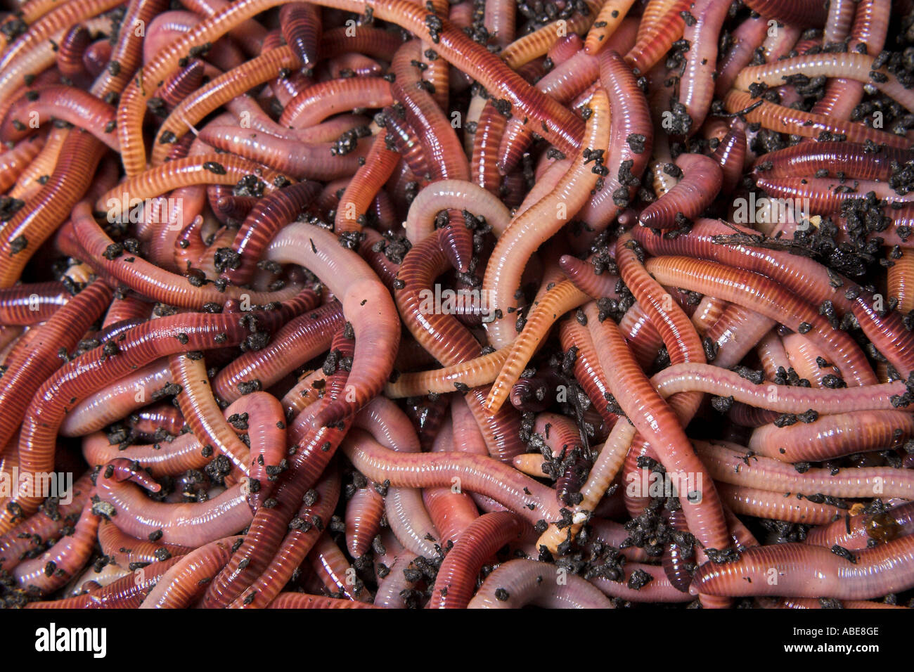 125 - Organic Live Red Wiggler Worms - (Composting Worms - Starting Colony)  - Eisenia Fetida - Ficarro Farms - Ficarro Farms