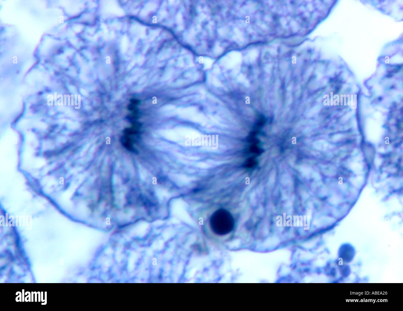 Anaphase Under Microscope anaphase-under-microscope