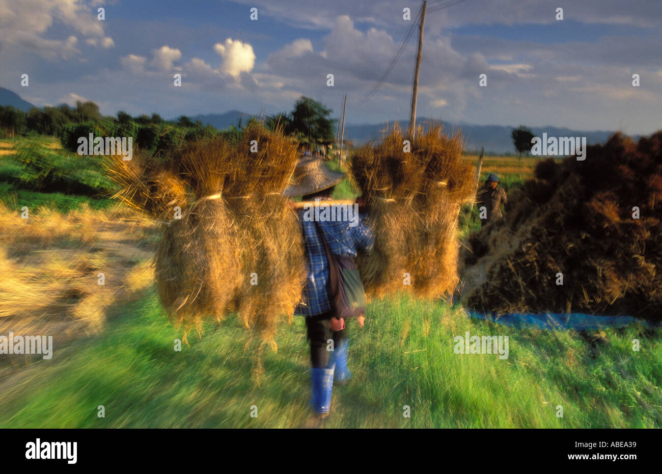 Village rice harvest outside Padang nr Phrae Northern Thailand Stock Photo