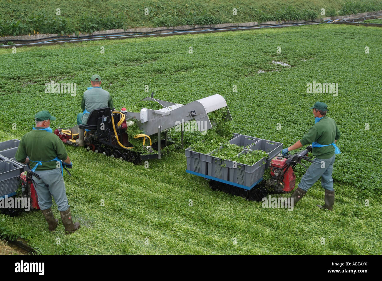 Watercress farming hires stock photography and images Alamy