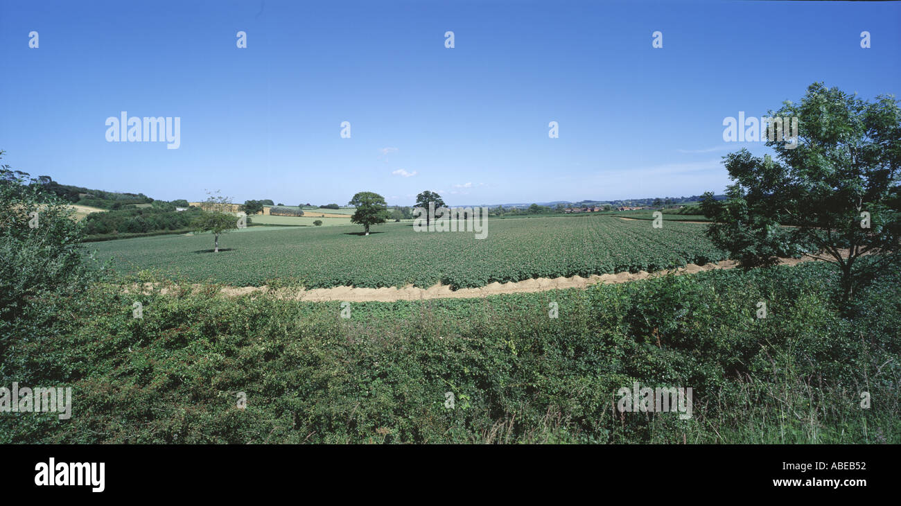 Panorama of potato crop in flower near Ilminster Somerset UK on a fine summer day Stock Photo