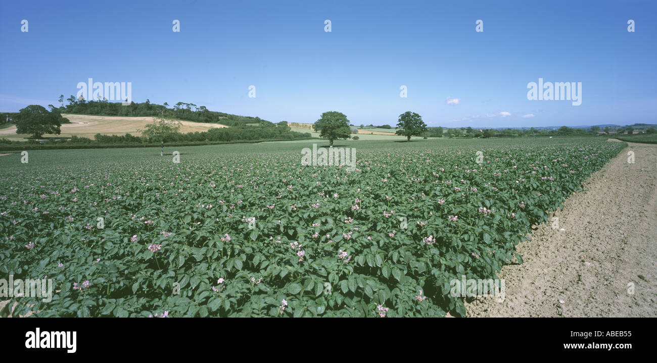 Panorama of potato crop in flower near Ilminster Somerset UK on a fine summer day Stock Photo