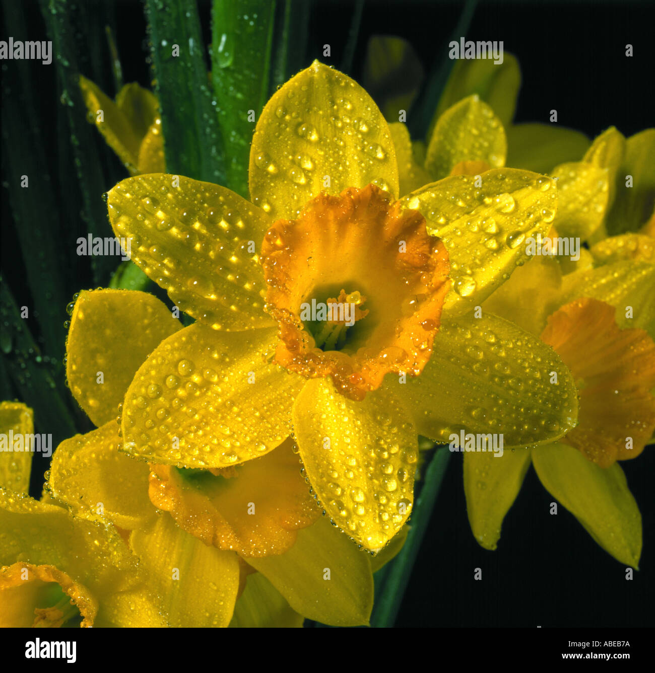 A daffodil flower Narcissus sp with water droplets Stock Photo